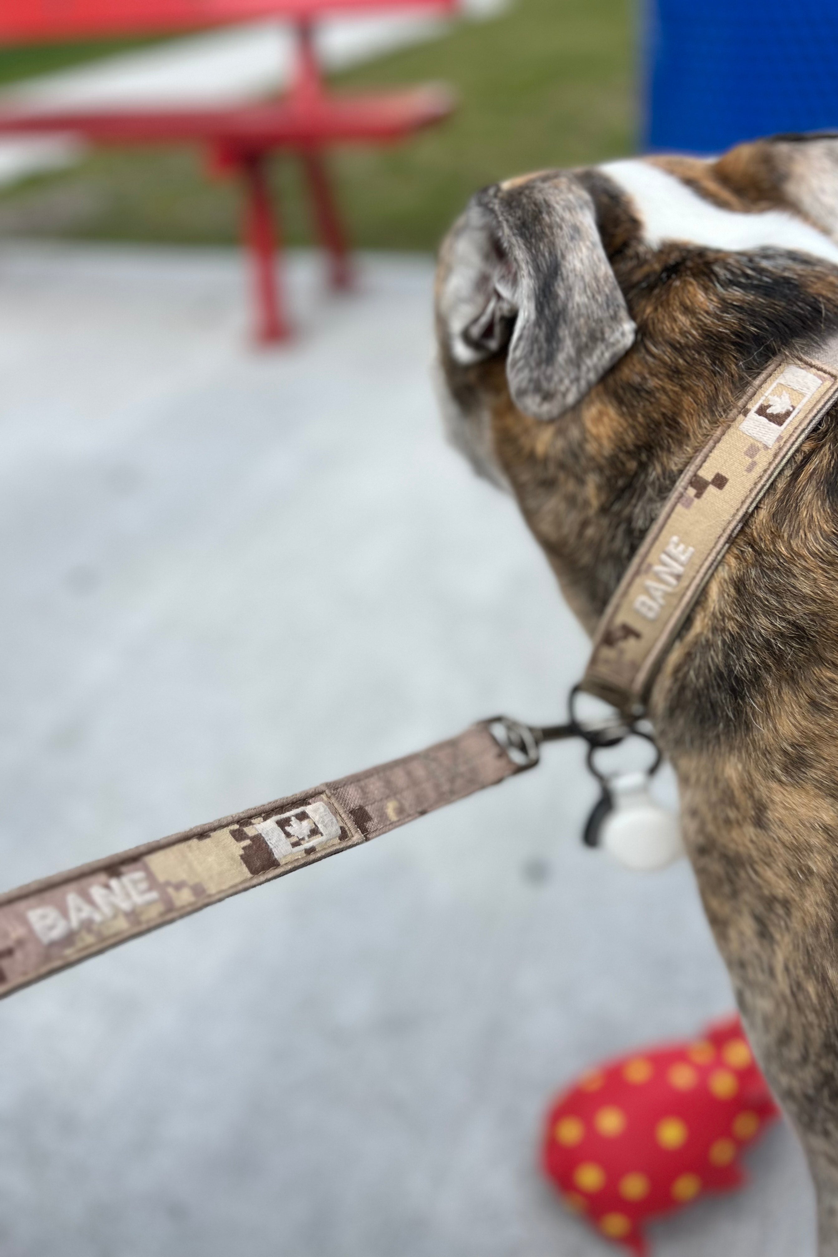 Dog Leash