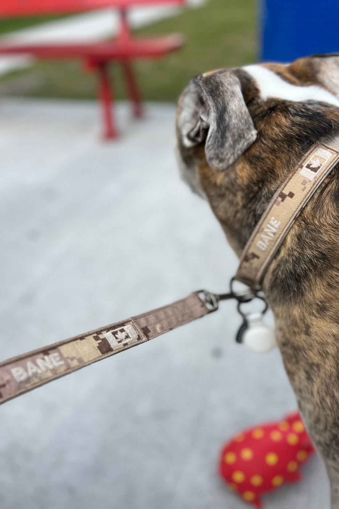 Dog Leash