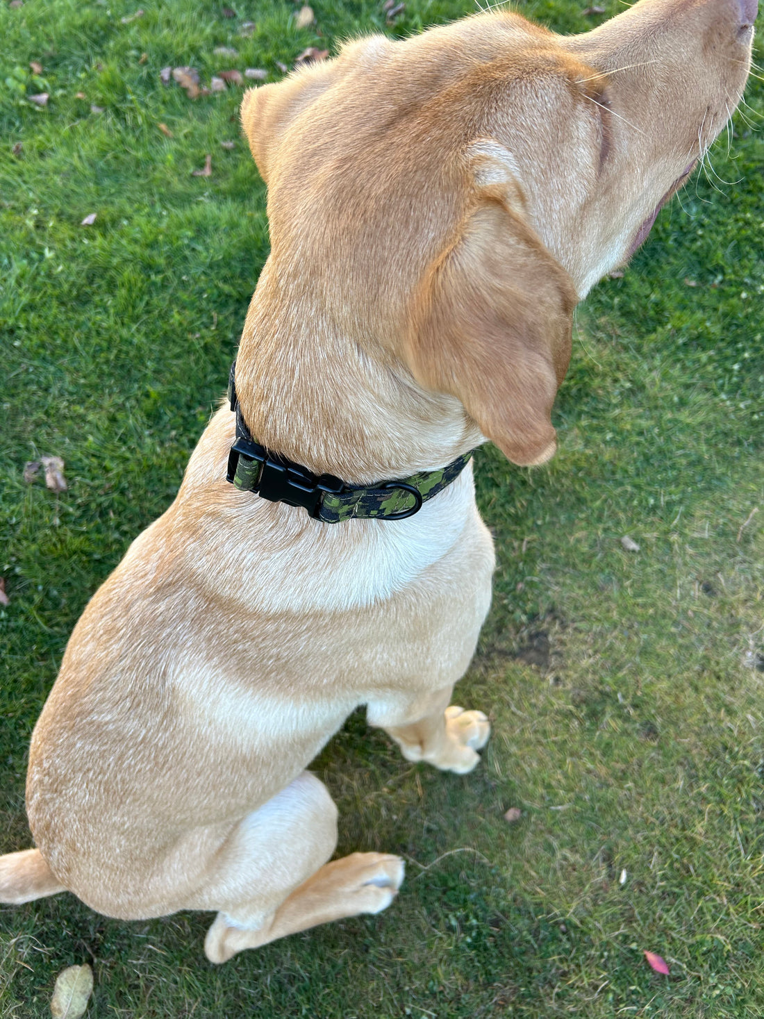 Custom Dog Collar