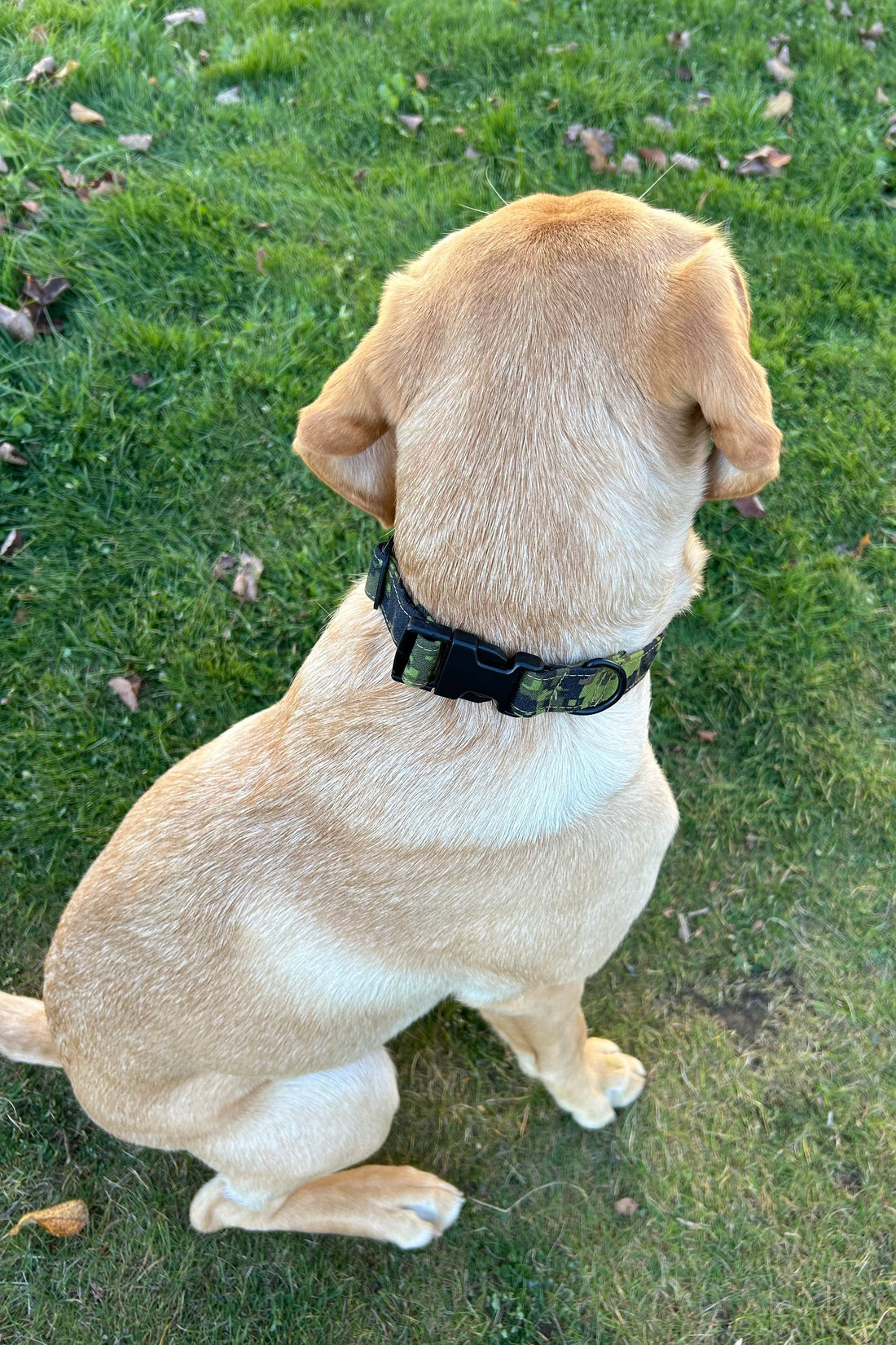 Custom Dog Collar