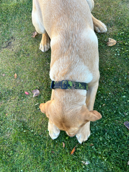 Custom Dog Collar